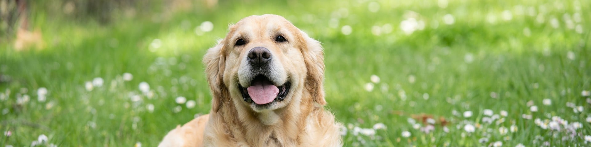 Il mio Golden Retriever