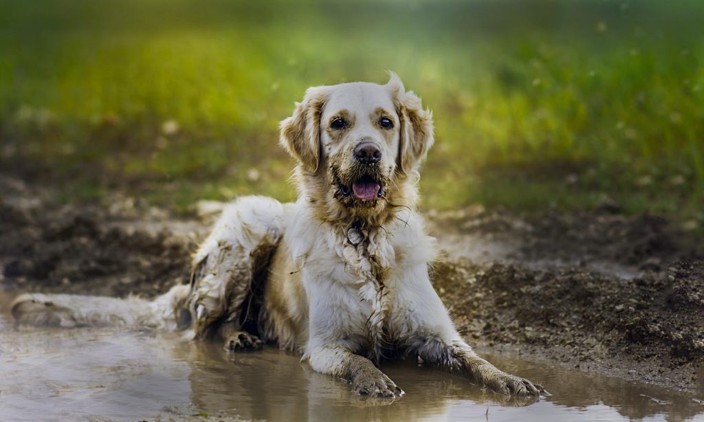 Golden Retriever, pioggia, fango e pulizia: come sopravvivere