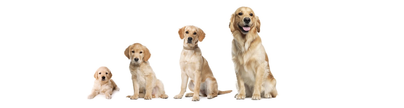 Peso Golden Retriever: tabella per adulto e cucciolo
