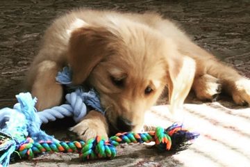 Giochi per cani Golden Retriever cuccioli