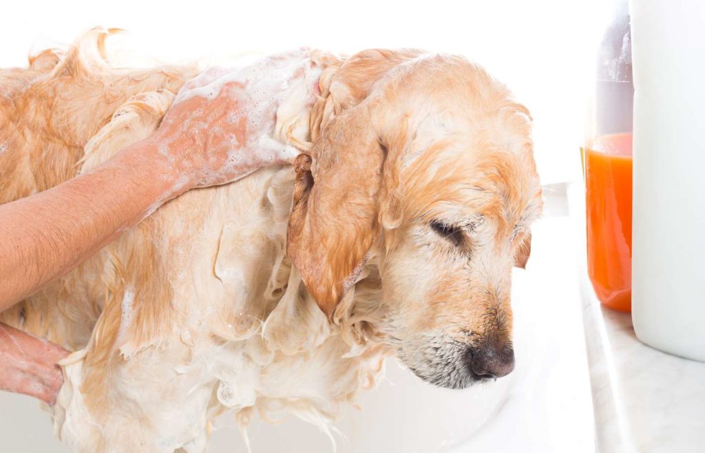 Shampoo per cane Golden Retriever