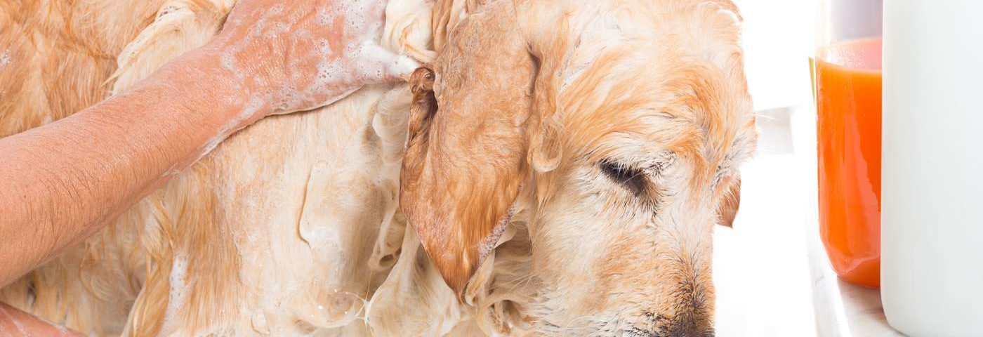 Shampoo per cane Golden Retriever