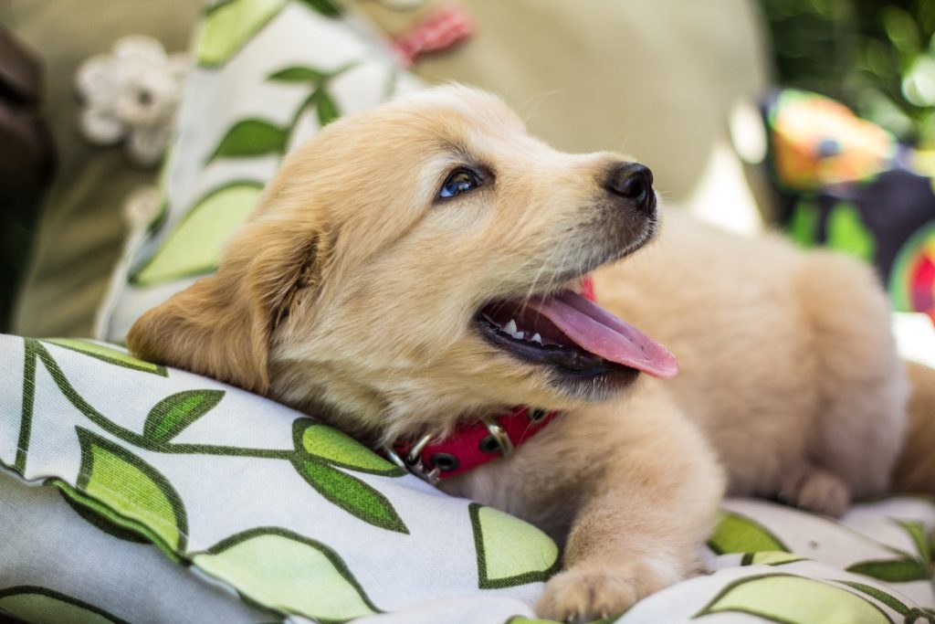 Cucciolo Golden Retriever per bambino