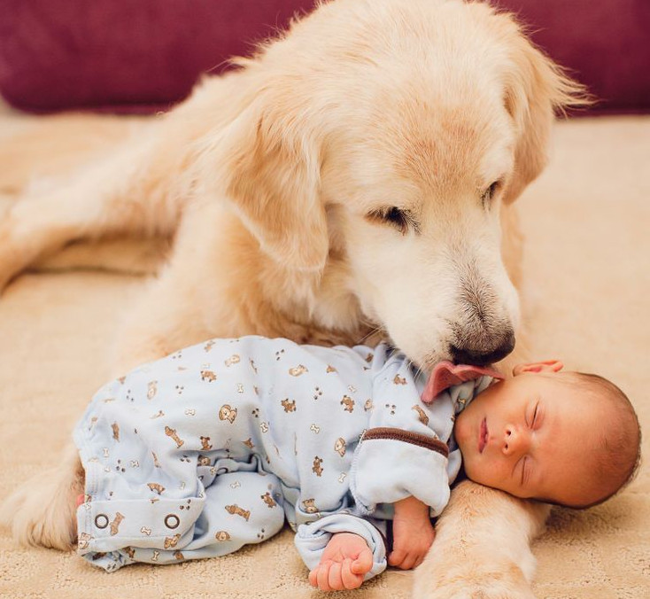 cane golden retriever e neonato