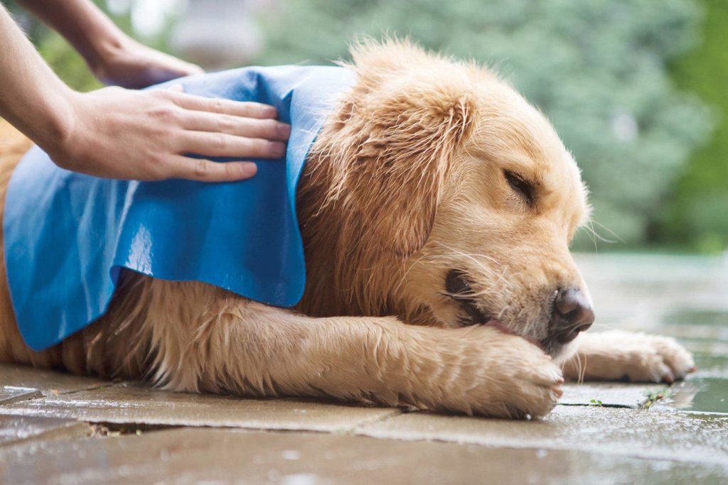 Cane puzza: come togliere l'odore dal pelo del cane