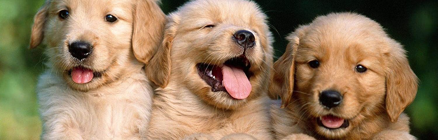 Cucciolo di Golden Retriever: quale allevamento e prezzo ?