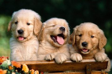Cucciolo di Golden Retriever: quale allevamento e prezzo ?