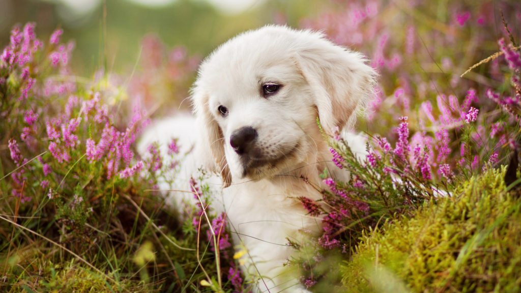 cucciolo Golden Retriever