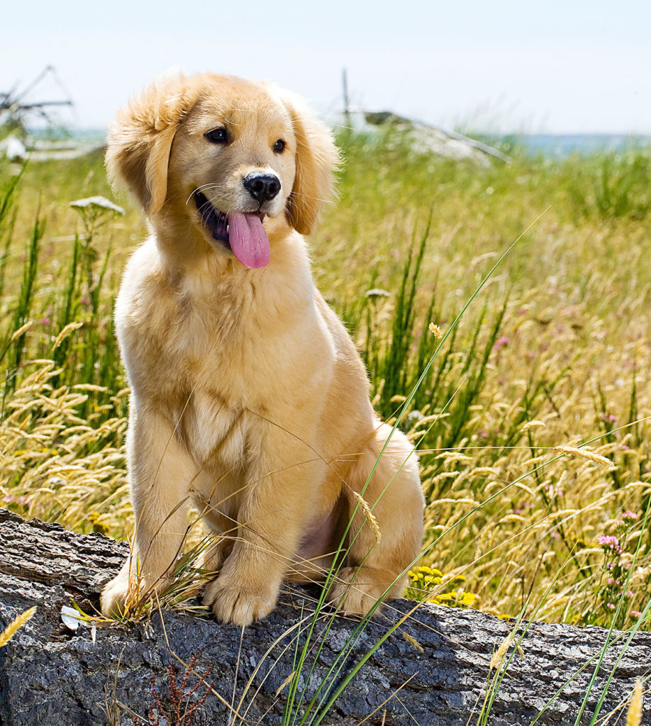 Routine cucciolo Golden Retriever