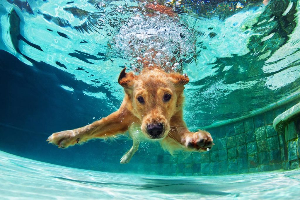 Piscina per cani da giardino
