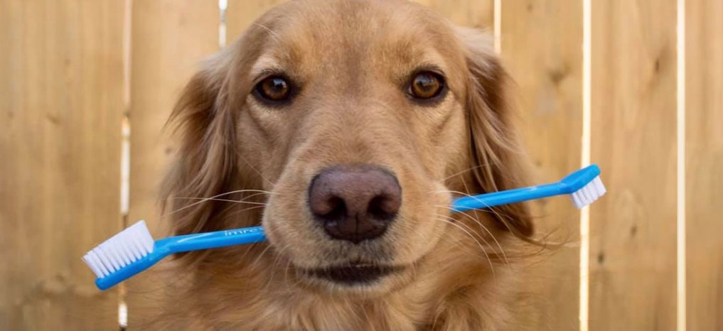 Come lavare i denti al cane? Pulizia dei denti