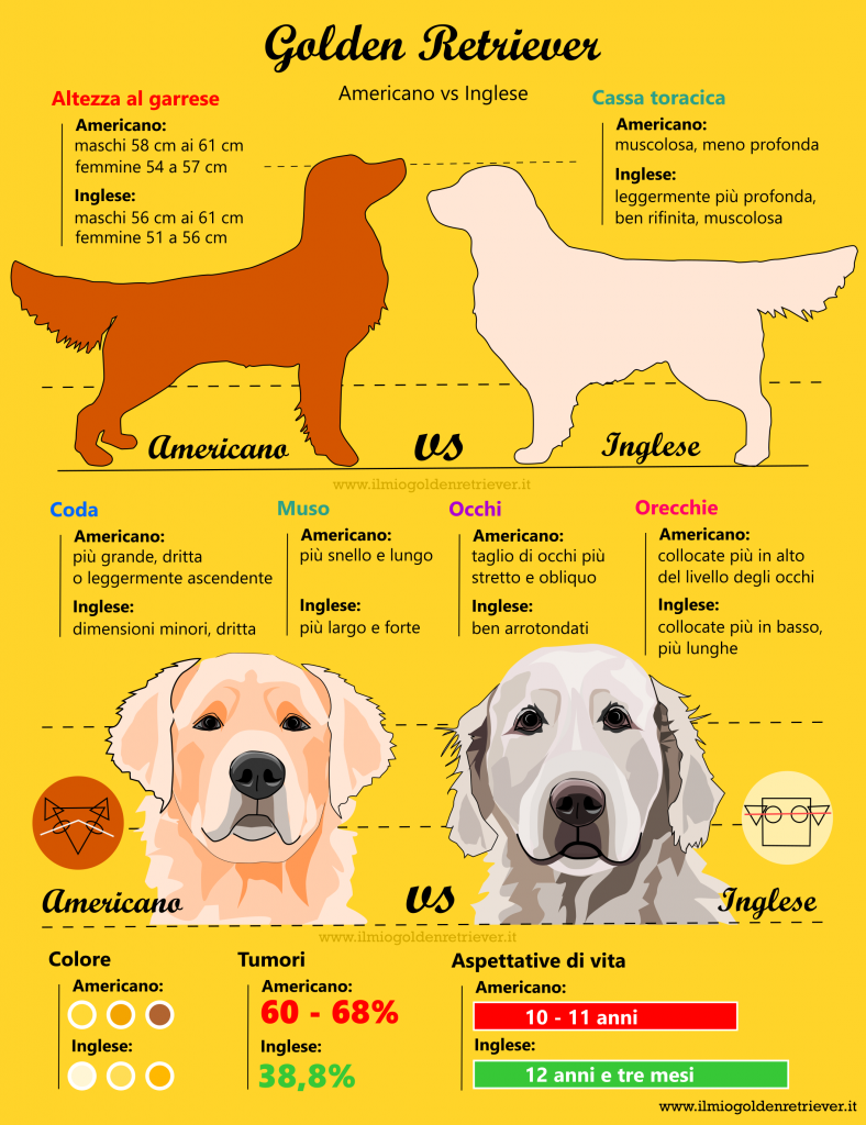 Golden Retriever americano e inglese: quali differenze?