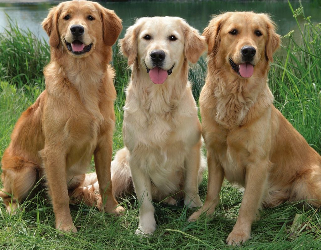 golden retriever americano inglese