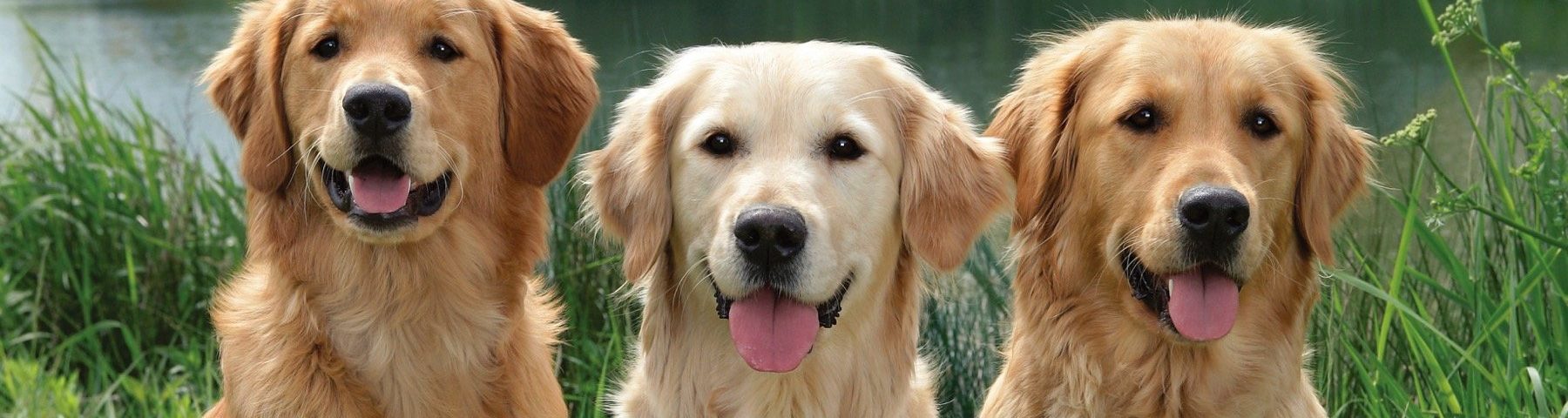 golden retriever americano inglese