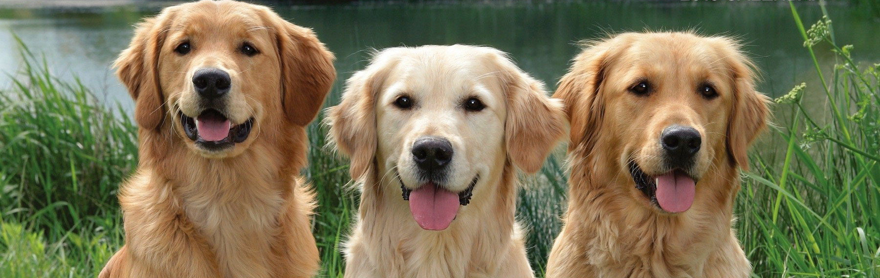 golden retriever americano inglese