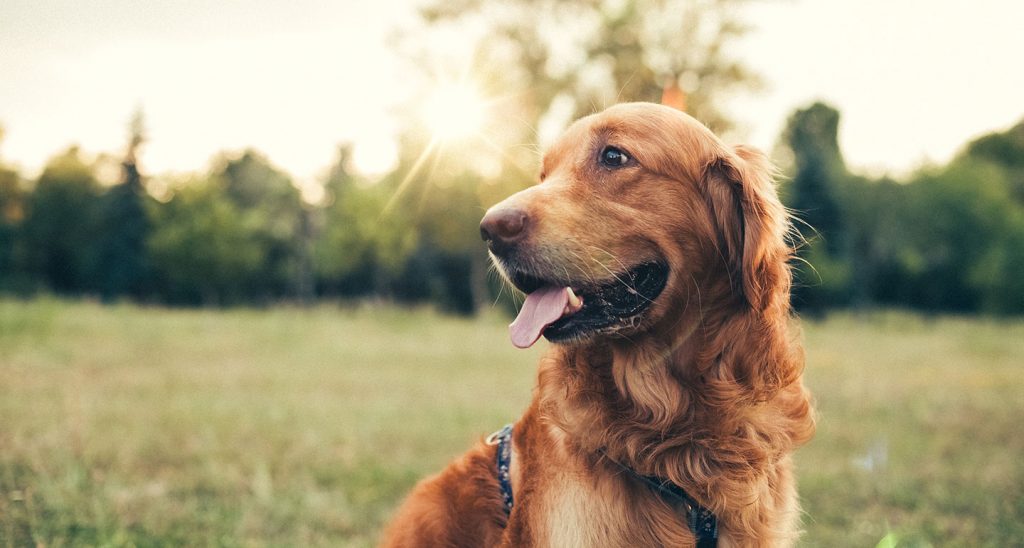 golden retriever americano inglese