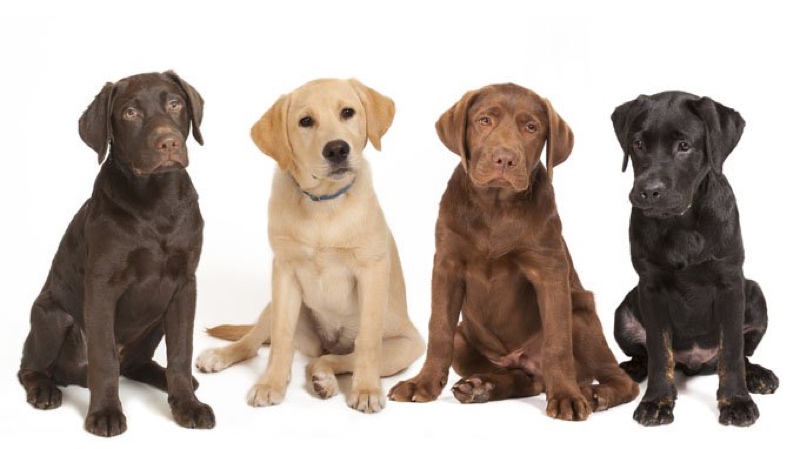 Razze di cani Retriever: Golden, Labrador, Flat Coated, Chesapeake, Toller o Curly Coated
