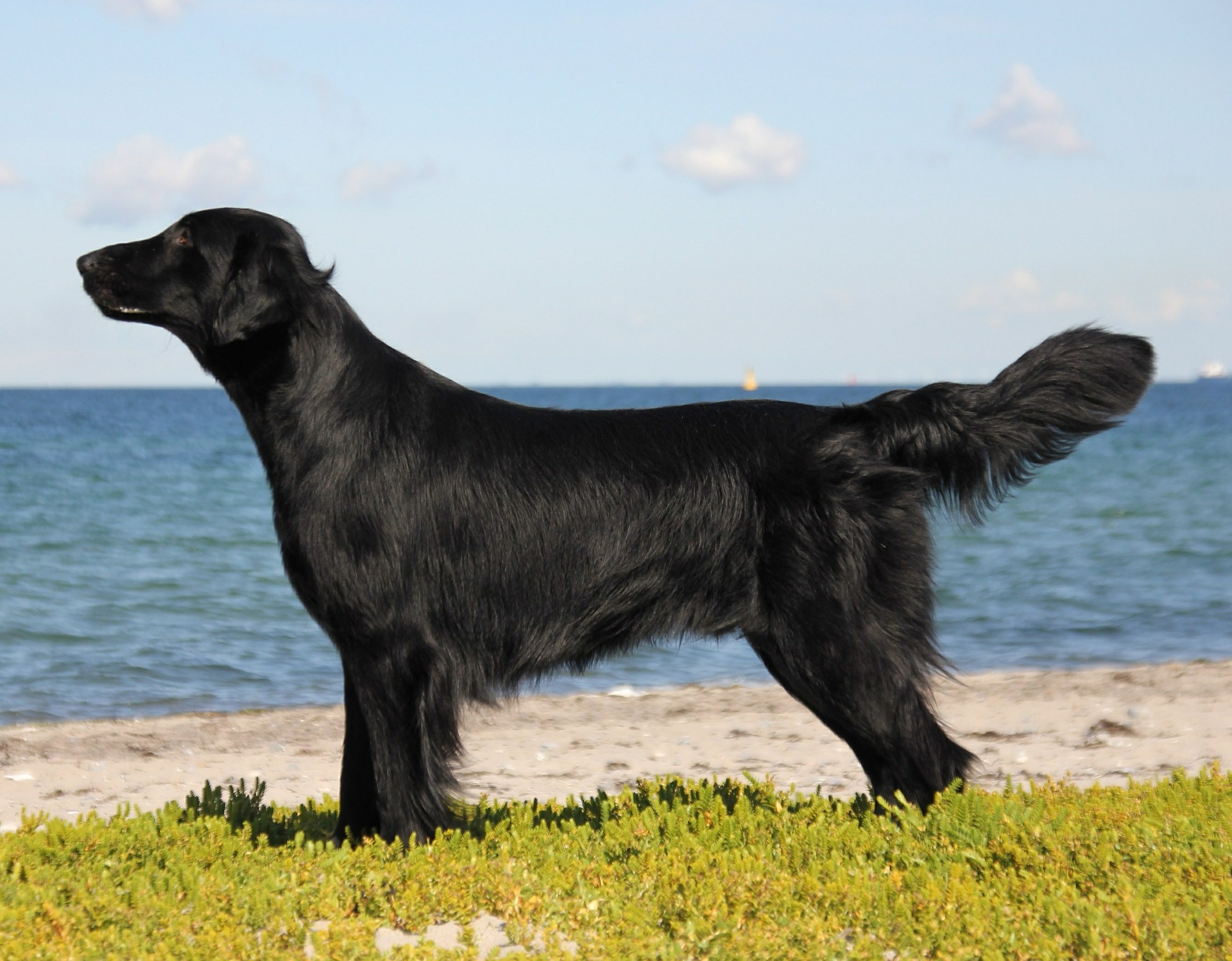 razze Retriever flatcoated Retriever