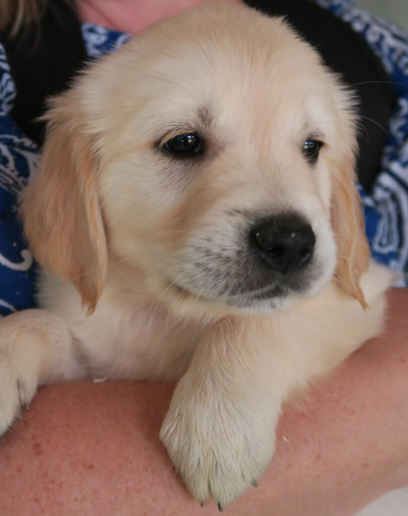 cucciolo golden retriever bianco