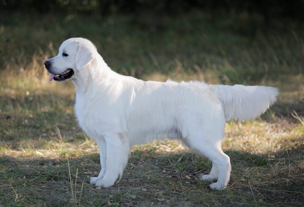 golden retriever bianco