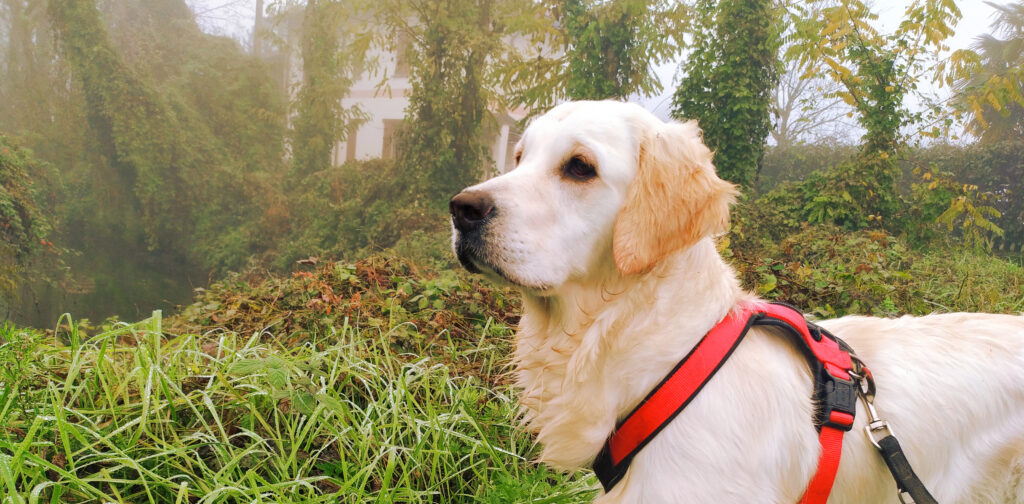 golden retriever razza carattere aspetto altezza peso