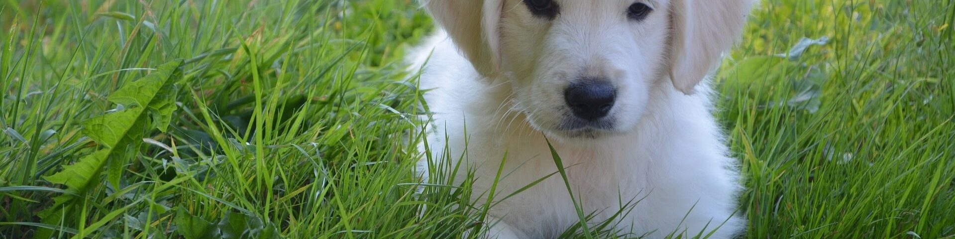 Golden Retriever bianco? I colori di un cucciolo: bianco, crema, oro o rosso