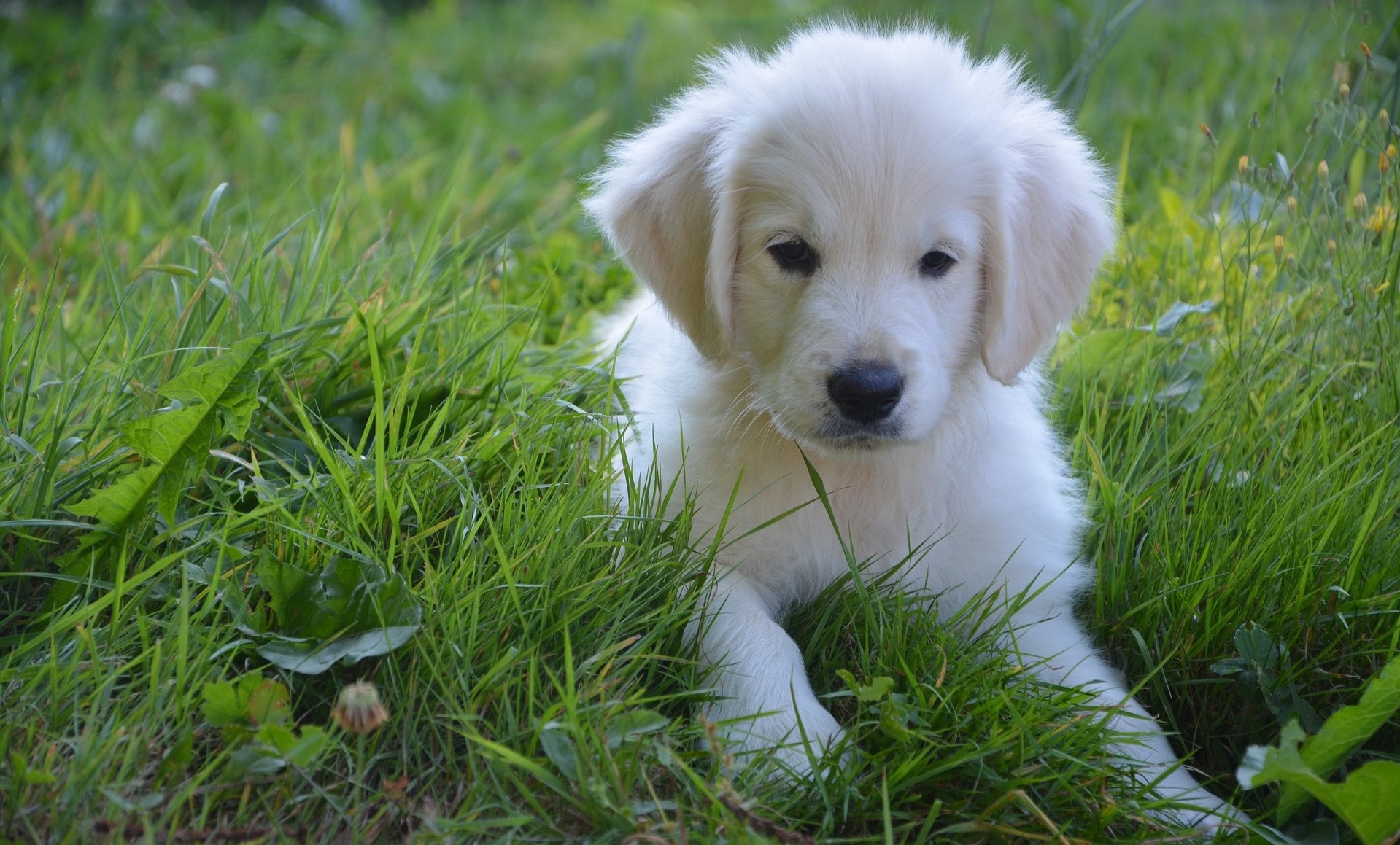 Golden Retriever bianco? I colori di un cucciolo: bianco, crema, oro o rosso