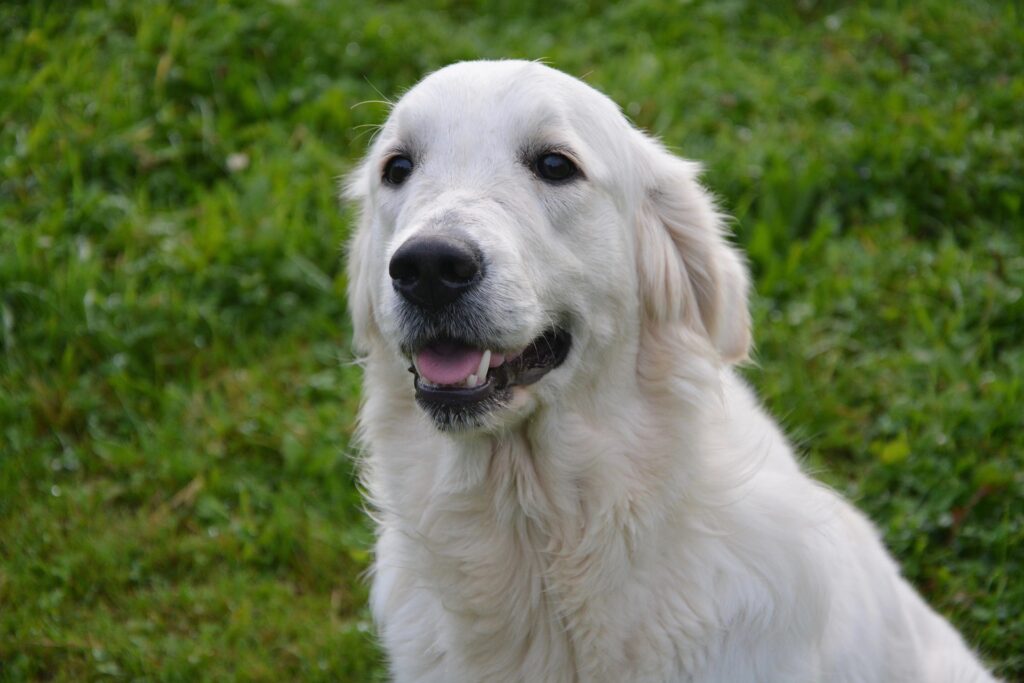 golden retriever bianco