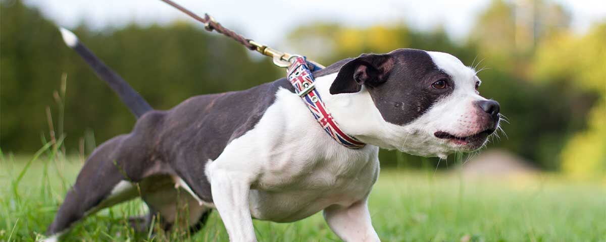 Guinzaglio per cani che tirano: quale scegliere?