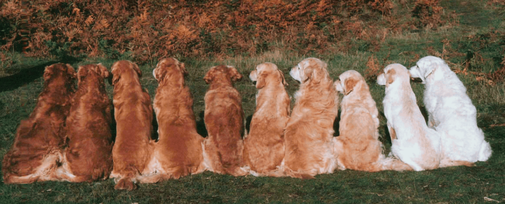 golden retriever bianco
