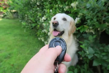 Clicker training per cani