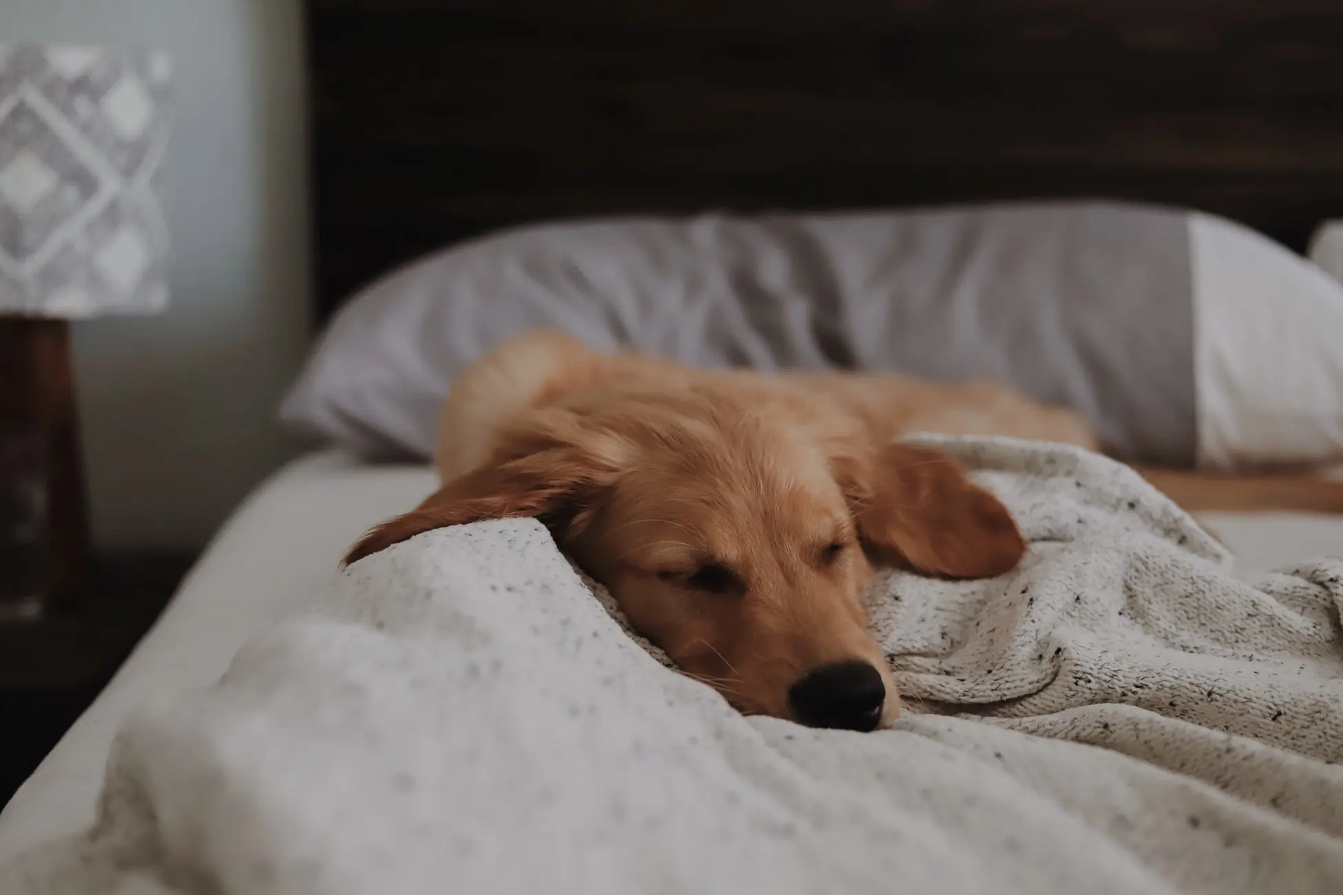 come abituare il cane a fare i bisogni fuori