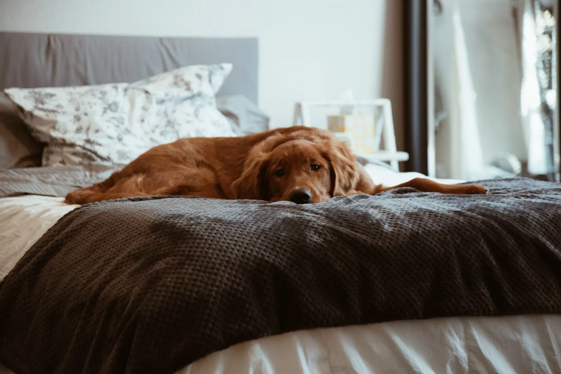 Abituare il cane a stare solo in casa come fare?