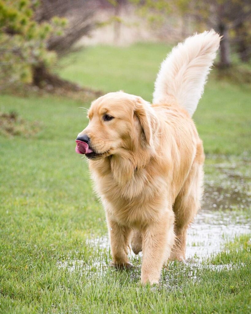 Coda cane Goldner Retriever